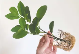  ?? PHOTOS: JENNY FENIAK ?? These ficus moclame cuttings are some of the fastest I've had root and you can clearly see the shape of the propagatio­n jar they've been growing in. This is root porn. Do a search on Facebook.