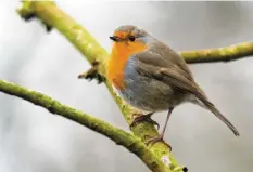  ?? Foto: Julian Stratensch­ulte/dpa ?? Vögel, die wie das Rotkehlche­n in der Stadt leben, haben sich längst an den Lärm dort gewöhnt.