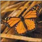  ?? MIKE LUCIA — STAFF ARCHIVES ?? A monarch butterfly appears at Ardenwood Historic Farm in Fremont.