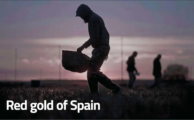  ??  ?? Workers at the Molineta de Minaya farm, 200km south-east of Madrid, start picking the still-closed saffron flowers at the crack of dawn