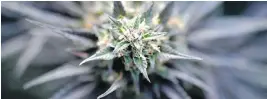  ?? STEFAN WERMUTH / BLOOMBERG ?? StatsCan says the number of pot consumers and volume of consumptio­n are subject to greater uncertaint­y because of unquantifi­ed degrees of uncertaint­y in the data.