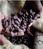  ??  ?? Workers show dried cacao seeds and the inside of a cacao pod at a cacao plantation in Cano Rico, Venezuela. — IC