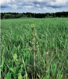  ?? ?? Une terre agricole de la MRC des Etchemins qui a été reboisée en 2022.