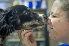  ?? Pam Panchak/Post-Gazette ?? Veronica Rigatti, of Bethel Park, a canine behavior specialist at Animal Friends, greets 6-month-old Pepper, one of the Ross rescue dogs, during a reunion of the pups Friday at the 23rd annual New Year's Rescue at the shelter in Ohio Township.