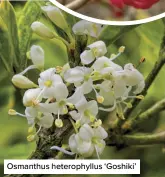  ?? ?? Osmanthus heterophyl­lus ‘Goshiki’