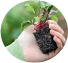  ?? CREDIT: SALLY TAGG/STUFF ?? Unlike carrots and parsnips, beetroot are root vegetables that can be transplant­ed without risk of forked roots.