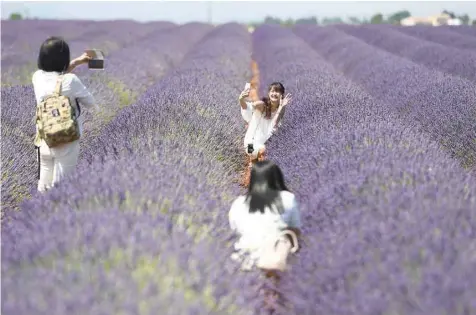  ?? SELFIE TIME: — AFP ?? Chinese tourists take selfies in a lavender field in Valensole, southern France, on Sunday.