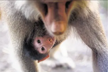  ?? Michael Short / Special to The Chronicle ?? Wide-eyed baby baboon Kito gets a ride from his mom, Krista, through their Oakland Zoo habitat.