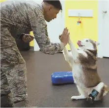  ?? TNS PHOTOS ?? ON SOLID FOOTING: Terra, a Siberian husky mix, wears a prosthetic paw. Owner Tobin Brynt adopted her while he was stationed in South Korea.