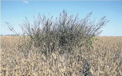  ??  ?? Emblemátic­a. El sorgo de Alepo representa a la “madre” del problema, ya que fue la primera resistente al glifosato.