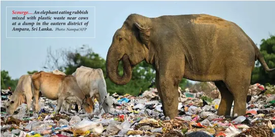  ?? Photo: Nampa/AFP ?? Scourge… An elephant eating rubbish mixed with plastic waste near cows at a dump in the eastern district of Ampara, Sri Lanka.