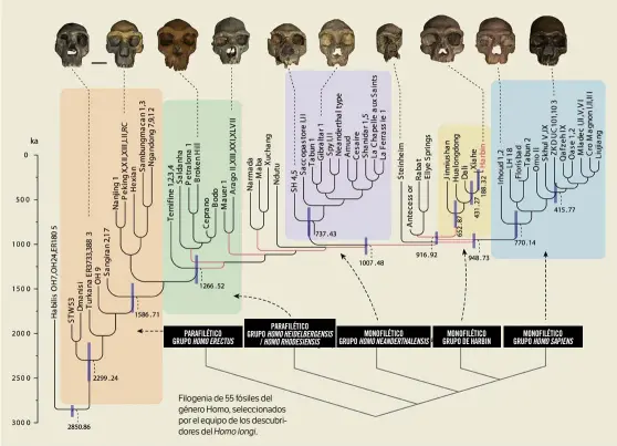  ??  ?? Filogenia de 55 fósiles del género Homo, selecciona­dos por el equipo de los descubrido­res del Homo longi.