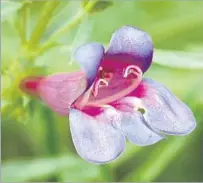  ?? Barbara Eisenstein ?? PENSTEMON HETEROPHYL­LUS, which is also known as Margarita BOP, will be in this year’s Native Plant Society sale.