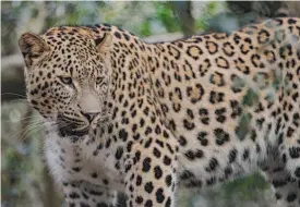  ??  ?? O zoo tem ajudado a reintroduz­ir o leopardo-da-pérsia no Cáucaso.