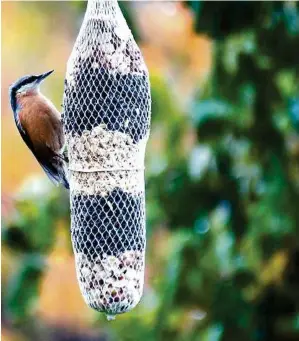  ??  ?? Der Winter hat schon die ersten weißen Flocken geschickt, höchste Zeit also, im Garten den Tisch für die Wintergäst­e zu decken. Dieses Foto übermittel­te uns Leserrepor­ter aus Wollsdorfe­regg.
Werden auch Sie Leserrepor­ter/-in: