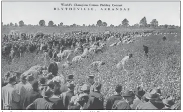  ??  ?? According to the caption on the back of this postcard from 1950, Blythevill­e’s annual championsh­ip cotton picking contest gave $2,000 in cash prizes to the world’s best pickers.