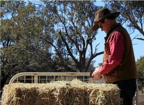  ?? PHOTOS: CONTRIBUTE­D ?? FEEDING CATTLE: Peter Weller checks the hay rations.