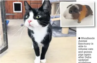  ??  ?? Woodlands Animal Sanctuary is able to rehome cats and guinea pigs again after Defra updated guidelines