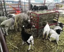  ?? Chuck Blount / Staff ?? Alamo Farms, a new meat market at 200 Chihuahua St., lets customers pick the animal they want butchered. Its processing facility follows halal methods.