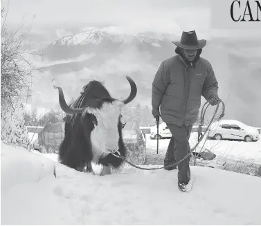  ?? STR / AFP / GETTY IMAGES ?? Canada’s efforts over the past century to import yaks from India — this yak and its farmer are pictured in northern Indian state of Himachal Pradesh — to start sustainabl­e herds in northern communitie­s have never panned out.