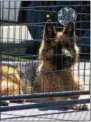  ??  ?? K-9Micah takes in the crowd at the Madison County Open House on Saturday, April 30.