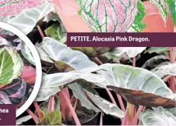  ?? ?? PAINTED. Calathea Princess Jessie.
PETITE. Alocasia Pink Dragon.