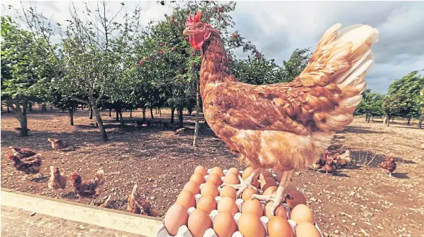  ??  ?? CRACKING IDEA: Money from the sales of Morrisons Chuckle Eggs will be ploughed back into establishi­ng better free range land for hens.