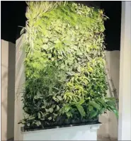  ?? Green Over Grey ?? The living wall installed at the sales centre for Ven.
