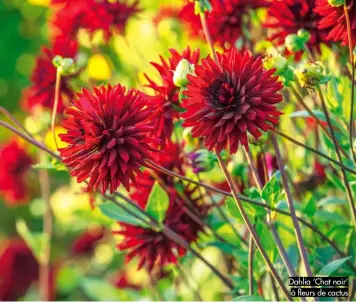  ??  ?? Dahlia ‘Chat noir’ à fleurs de cactus