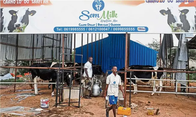  ??  ?? Daily task: Staff members working at the Som milk farm in the outskirts of Mogadishu. The milk factory startup was establishe­d by some local businessme­n in Somalia for the first time in 27 years to restore the quality of the country’s dairy milk...