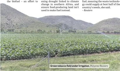  ?? Pictures: Reuters ?? Green tobacco field under irrigation.
