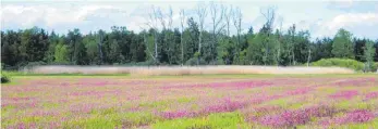  ?? FOTO: KERSTIN WERNICKE ?? Die Kuckucksli­chtnelke verwandelt die Feuchtwies­e beim Banngebiet Staudacher in ein leuchtend pinkes Blütenmeer.