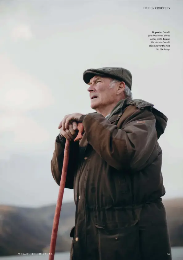  ??  ?? Opposite: Donald John Macinnes’ sheep on his croft. Below: Alistair MacDonald looking over the hills for his sheep.