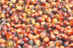  ??  ?? The KLPLN decline was mainly caused by the decline in futures palm oil price to the lowest point of RM2,398 per metric tonne (MT) at June 13, 2017 (from RM2,822 per MT as of March 8, 2017) before it rebounding to RM2,778 per MT as of October 24, 2017.