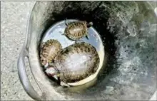  ?? ?? Des tortues d’eau à même le sol.