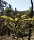  ??  ?? STORPRODUC­ENT. Mexiko producerar mest avokado i hela världen. Det tar runt fem år innan plantan är fullt produceran­de.