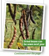  ??  ?? Dried beans can be sown next year