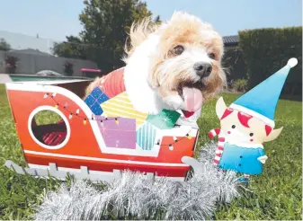  ?? Picture: JASON O’BRIEN ?? Cavoodle Piper is geared up for Santa Paws at the Park.