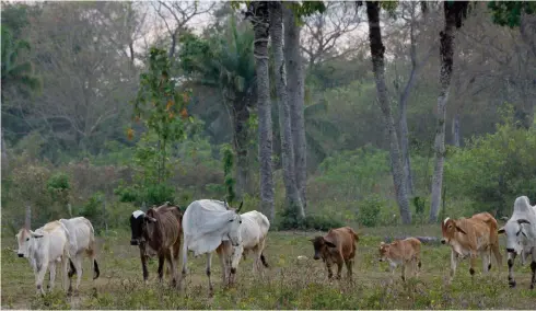  ?? ??  Élevage dans le Pantanal. Photo de Luc Ackermann