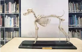  ??  ?? The skeleton of Belgrave Joe, the foundation sire of both fox terrier wire and smooth bloodlines, is on display at the library of the American Kennel Club Museum of the Dog.