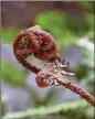  ?? CONTRIBUTE­D BY WALTER REEVES ?? The bronze new foliage of autumn fern is attractive, and the spring emergence of fiddlehead­s is a bonus.