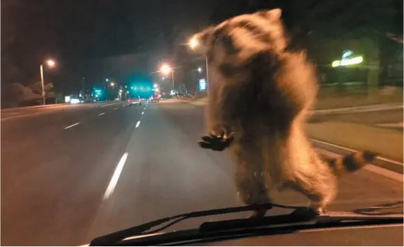  ?? COLORADO SPRINGS POLICE DEPARTMENT VIA AP ?? A raccoon clings to the windshield of a Colorado Springs Police Department police van on Sept. 20. Officer Chris Frabbiele was responding to an accident scene when the raccoon landed on it. Police spokesman Lt. Howard Black says the raccoon hopped off...