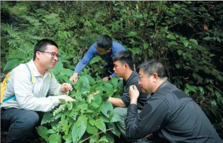  ?? DENG RENXIANG / FOR CHINA DAILY Salvia guidongens­is at Qiyunfeng National Forest ?? Ge Bingjie (from left), Qi Zechen, Huang Yanbo and Huang Cunzhong observe a cluster of Park in Guidong county, Hunan province, in 2022.