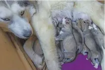  ??  ?? Nonna, a Siberian Husky, feeds her litter.