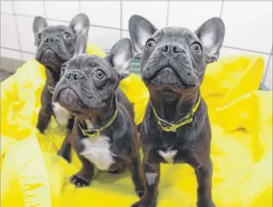  ?? Pictures: Chris Davey FM4672221 ?? Three of the nine French bulldog puppies which were cared for at the Dogs Trust, Chestfield