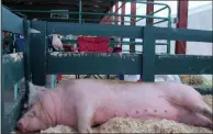  ?? LAUREN HALLIGAN - MEDIANEWS GROUP ?? Ellie, a two-year-old Yorkshire pig, is tired after a long week at the 2019 Saratoga County Fair.