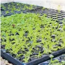  ?? Photo / Rosalie Willis ?? Microgreen­s grown by students at O¯ taki College.