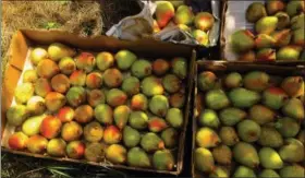  ?? DEAN FOSDICK VIA AP ?? This photo shows Bartlett pears photograph­ed in a Langley, Wash., orchard. Landfill diversion is an important element in reducing food waste. You can compost kitchen leftovers for better crop production or donate surplus crops to a local food co-op,...