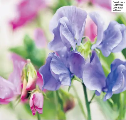  ??  ?? Sweet peas (Lathyrus odoratus) in flower