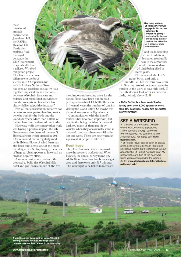  ??  ?? A wind farm has been built on prime Wirebird nesting habitat; however, the huge wind turbines have not been shown to be damaging. www.birdguides.com/birdwatch
Like many waders, St Helena Plover will engage in distractio­n behaviour to protect its young – pretending to have a broken wing in order to draw the attention of a predator away from the nest.